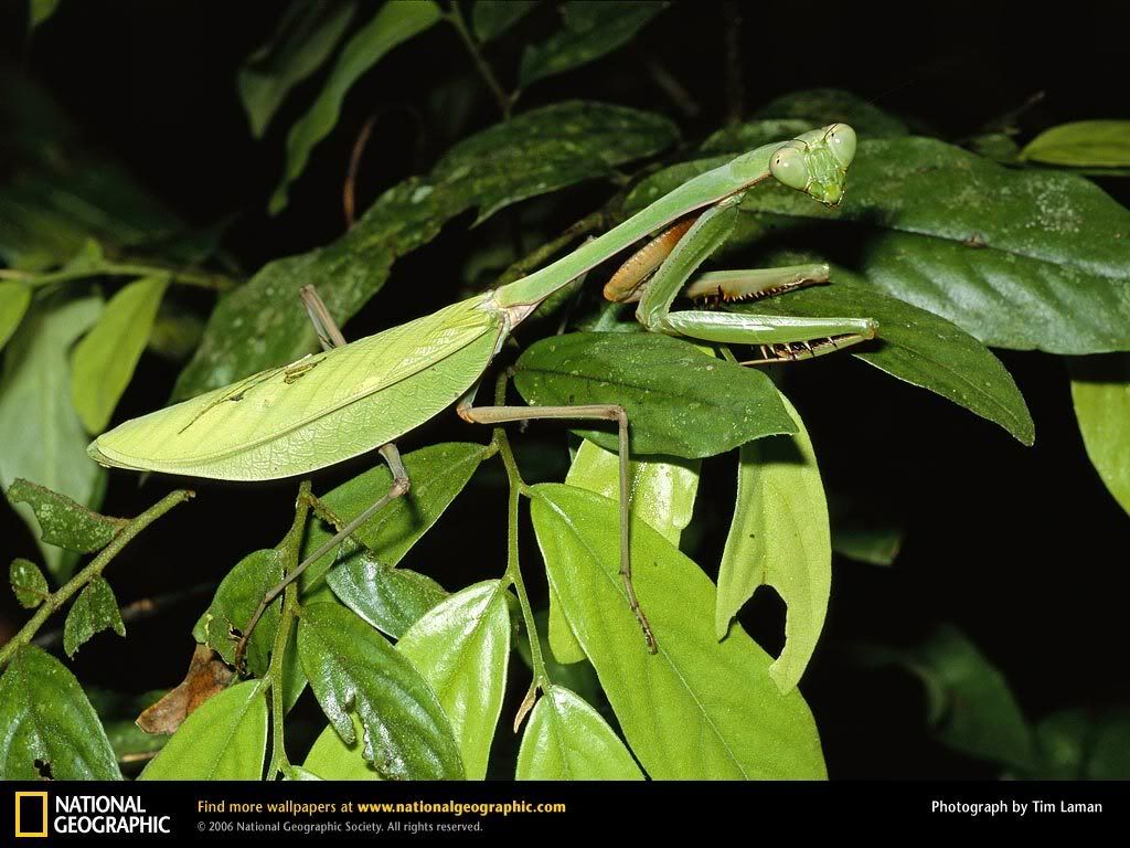 praying-mantis.jpg