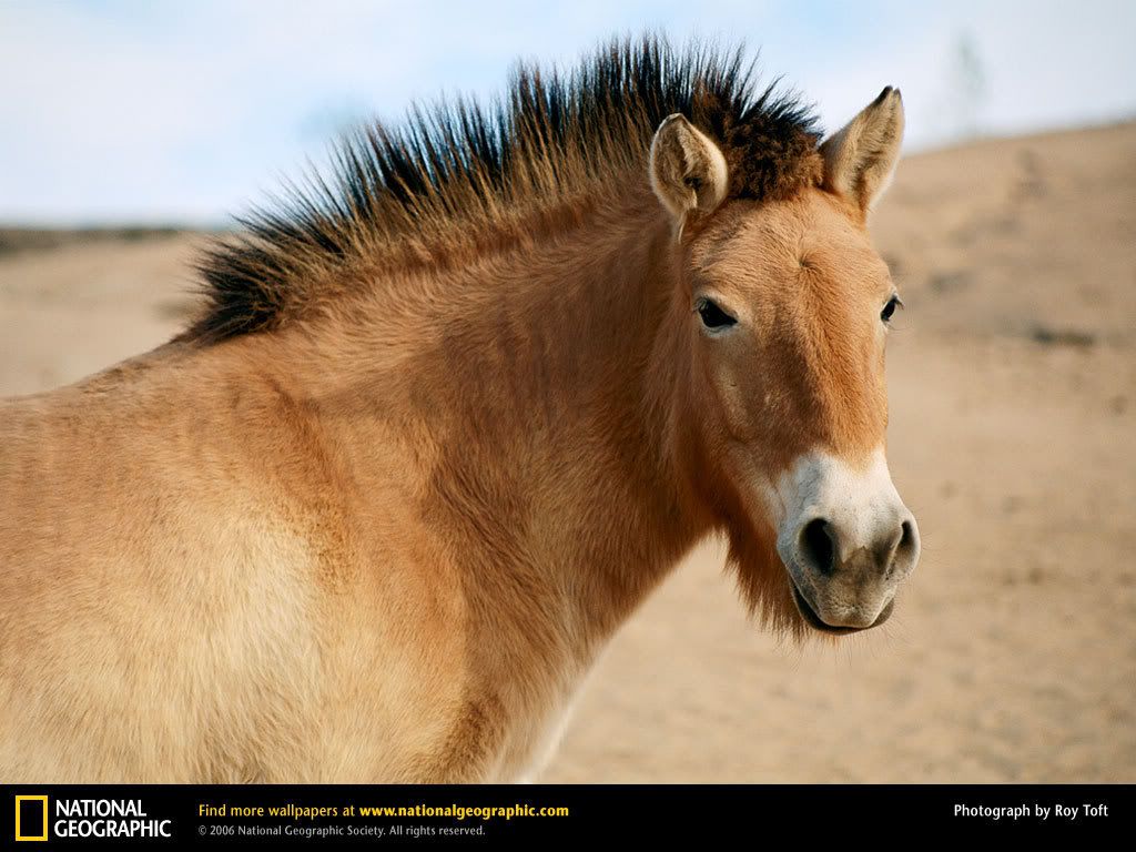 przewalskis-horse.jpg