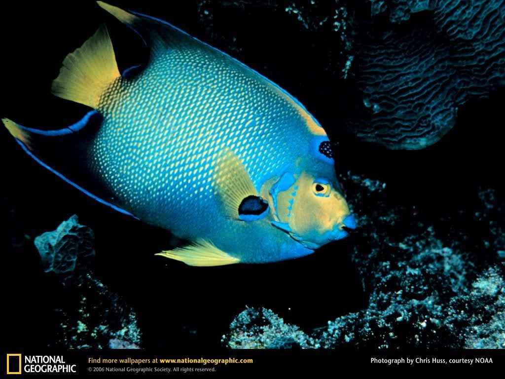 queen-angelfish.jpg