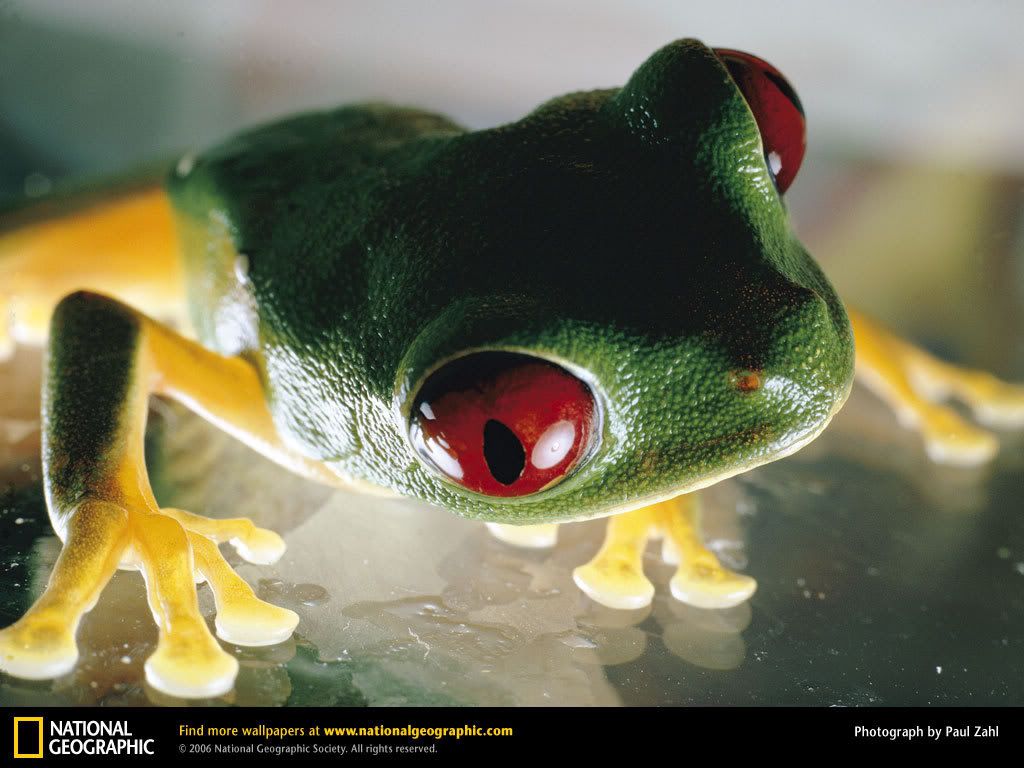 red-eyed-tree-frog.jpg