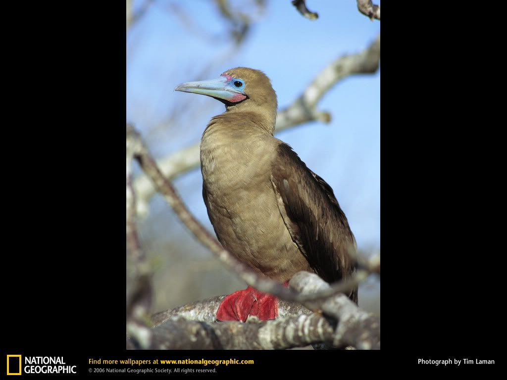red-footed-booby.jpg