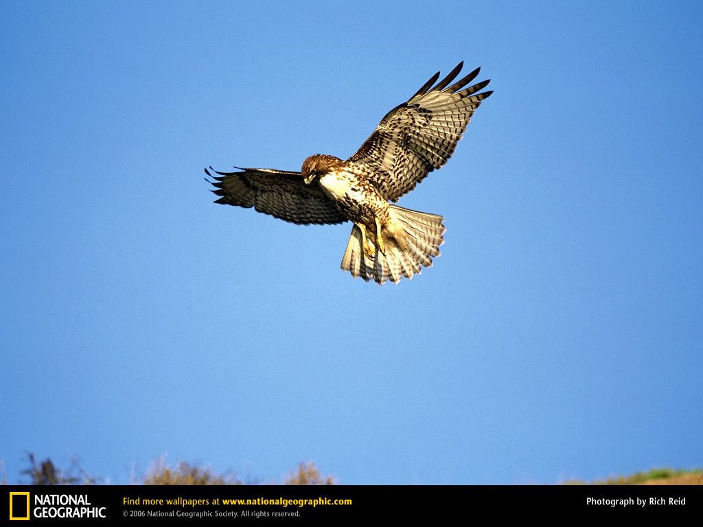 red-tailed-hawk-flying.jpg