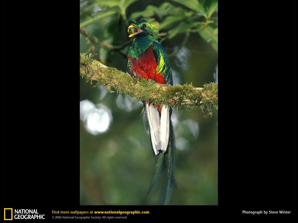 resplendent-quetzal.jpg