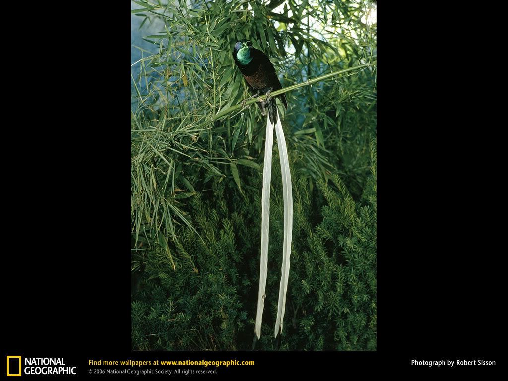 ribbon-tailed-bird-of-parad.jpg