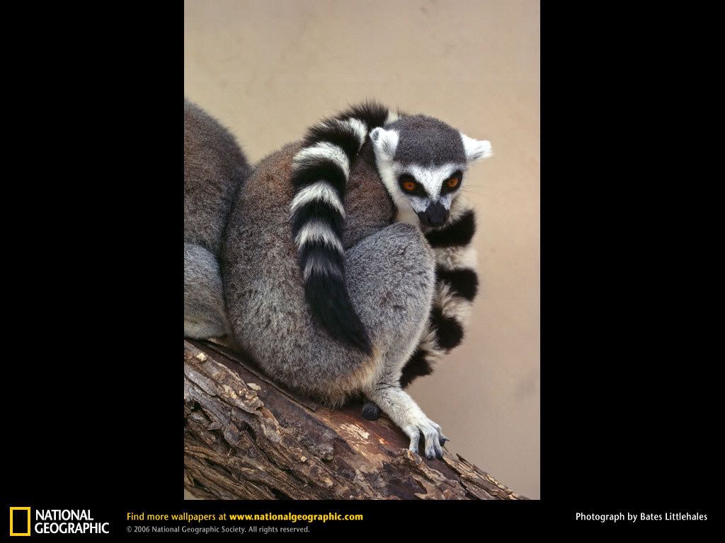 ring-tailed-lemur-tail-wrapped.jpg