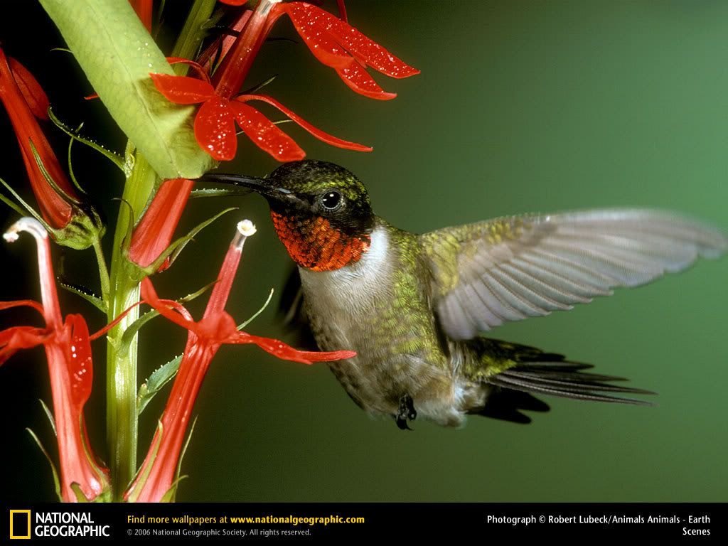 ruby-throat-hummingbird.jpg