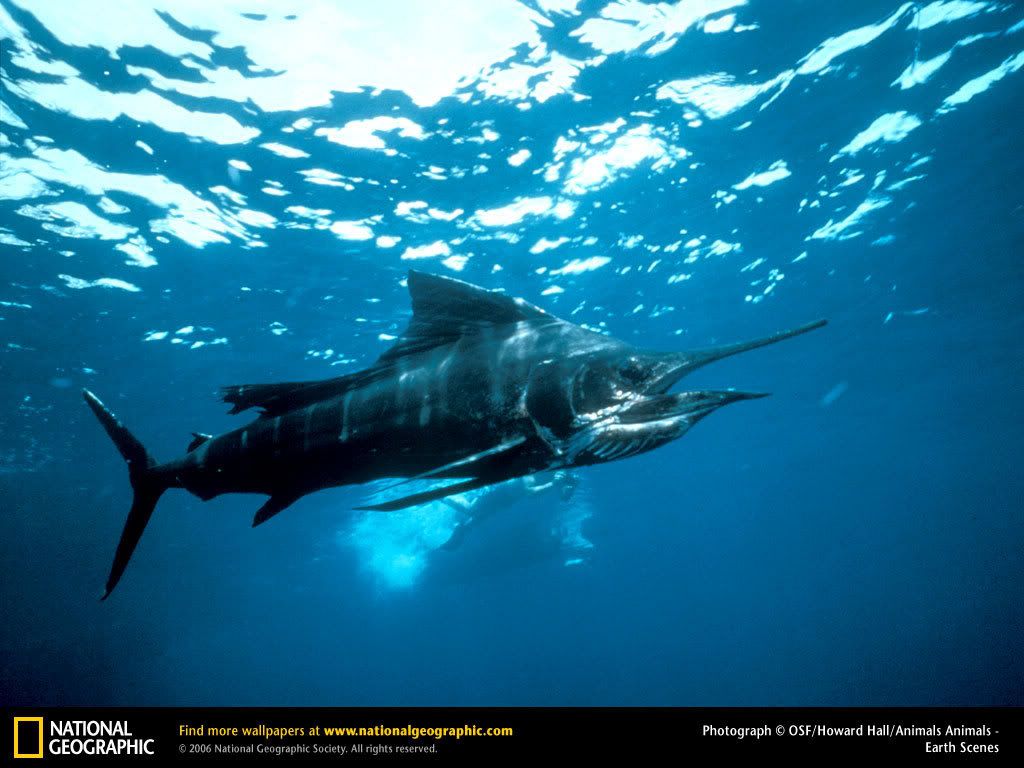 sailfish.jpg