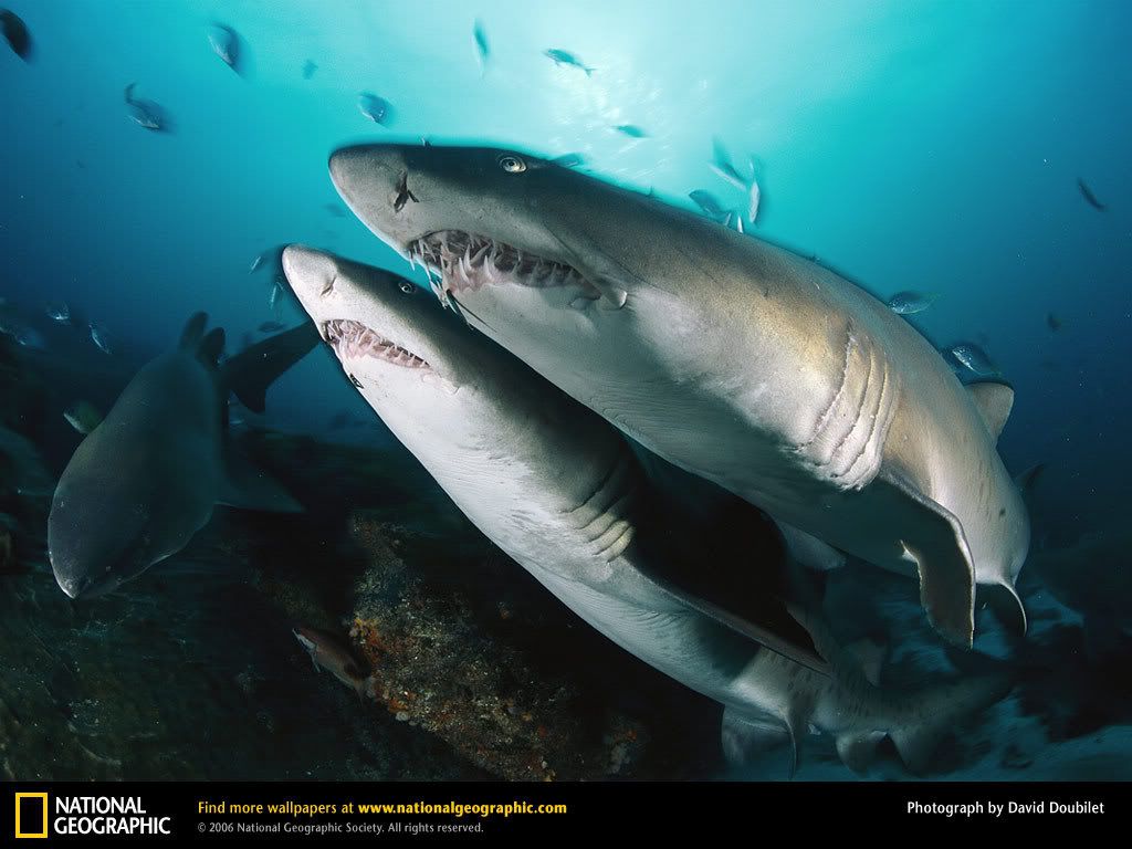 sand-tiger-shark.jpg