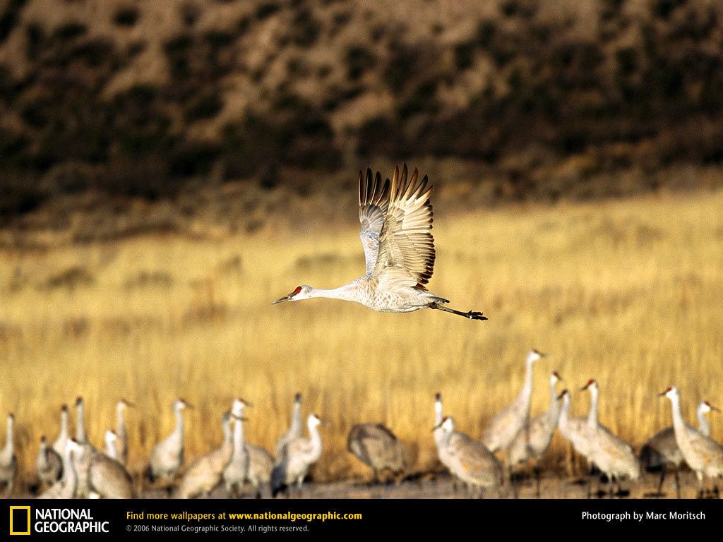 sandhill-crane.jpg