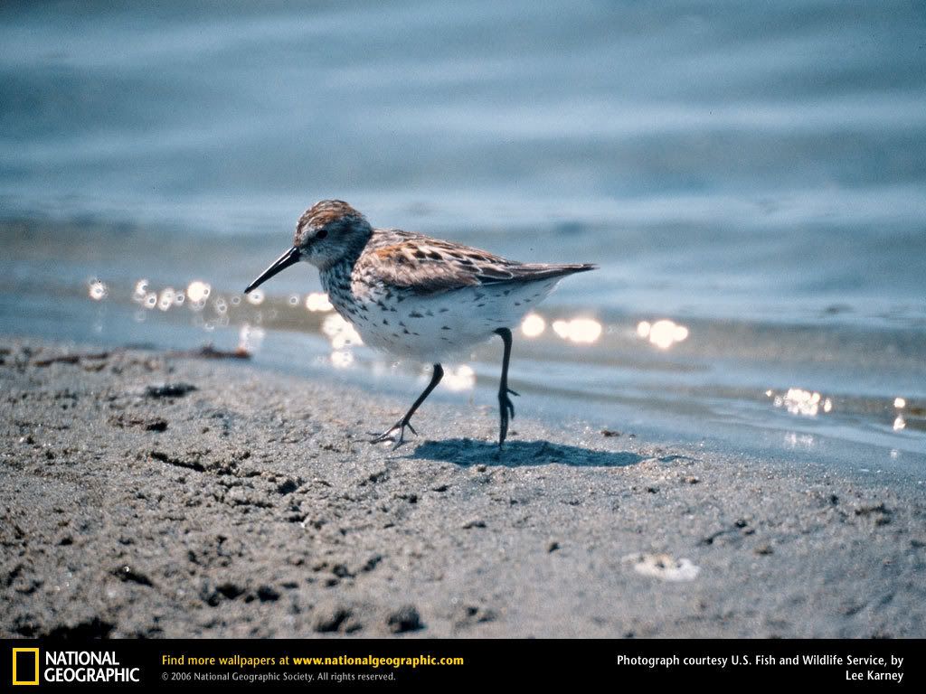 sandpiper.jpg