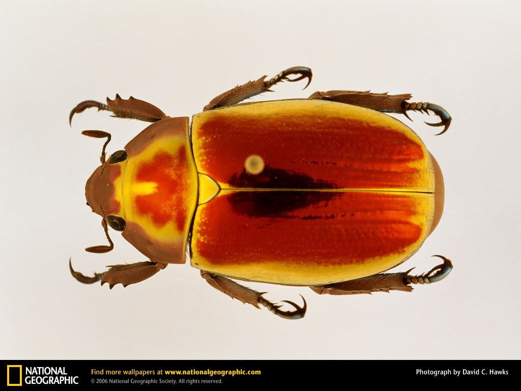 scarab.jpg