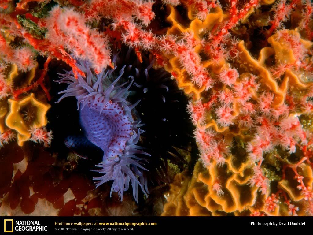 sea-anemone.jpg