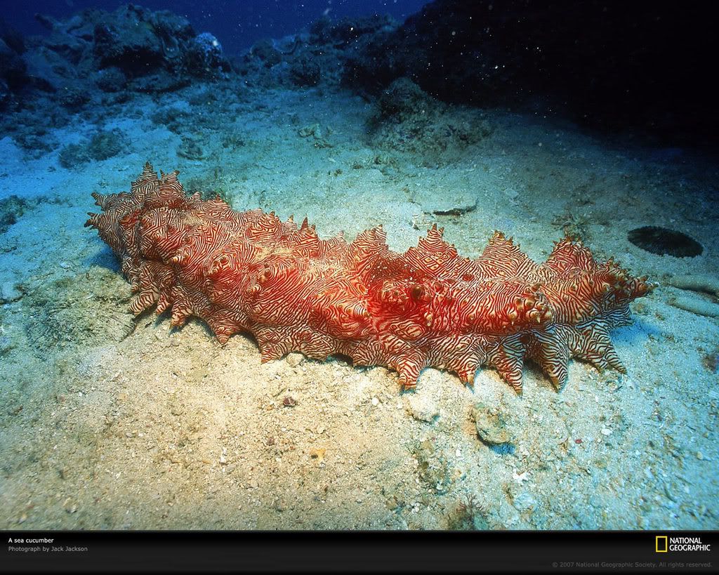 sea-cucumber-xl.jpg