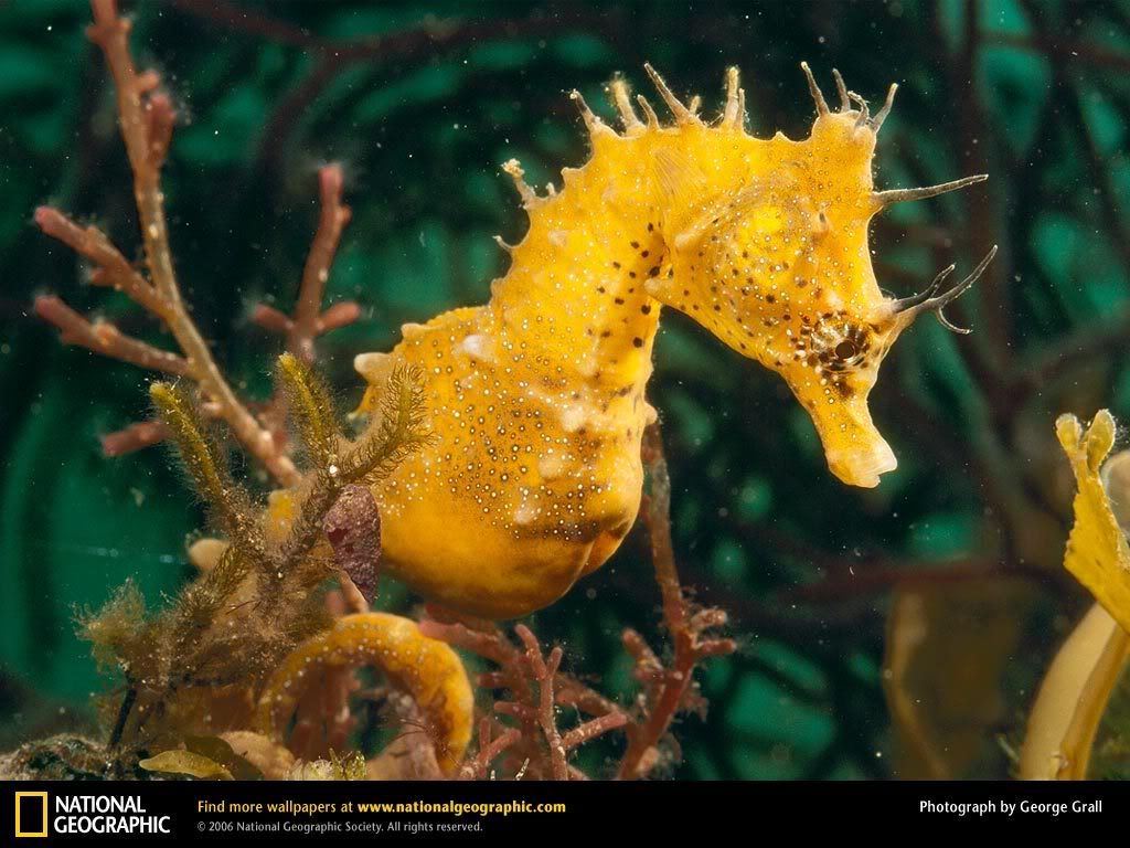 seahorse.jpg