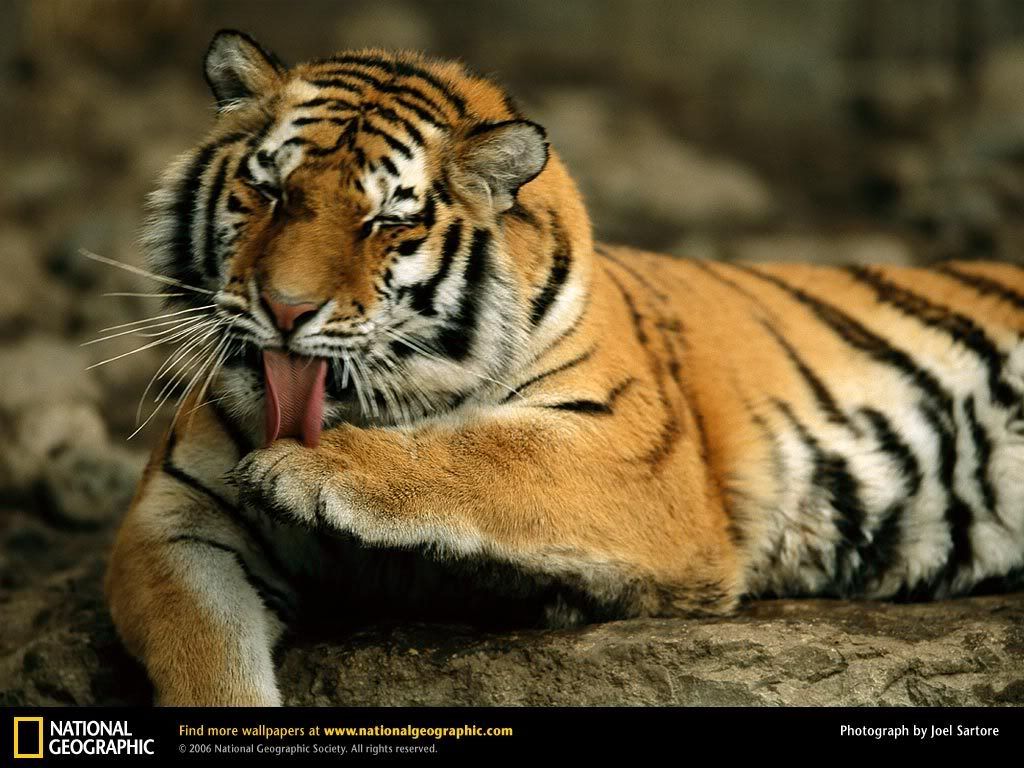 siberian-tiger-grooming.jpg