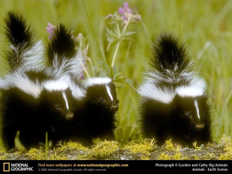 skunk.jpg