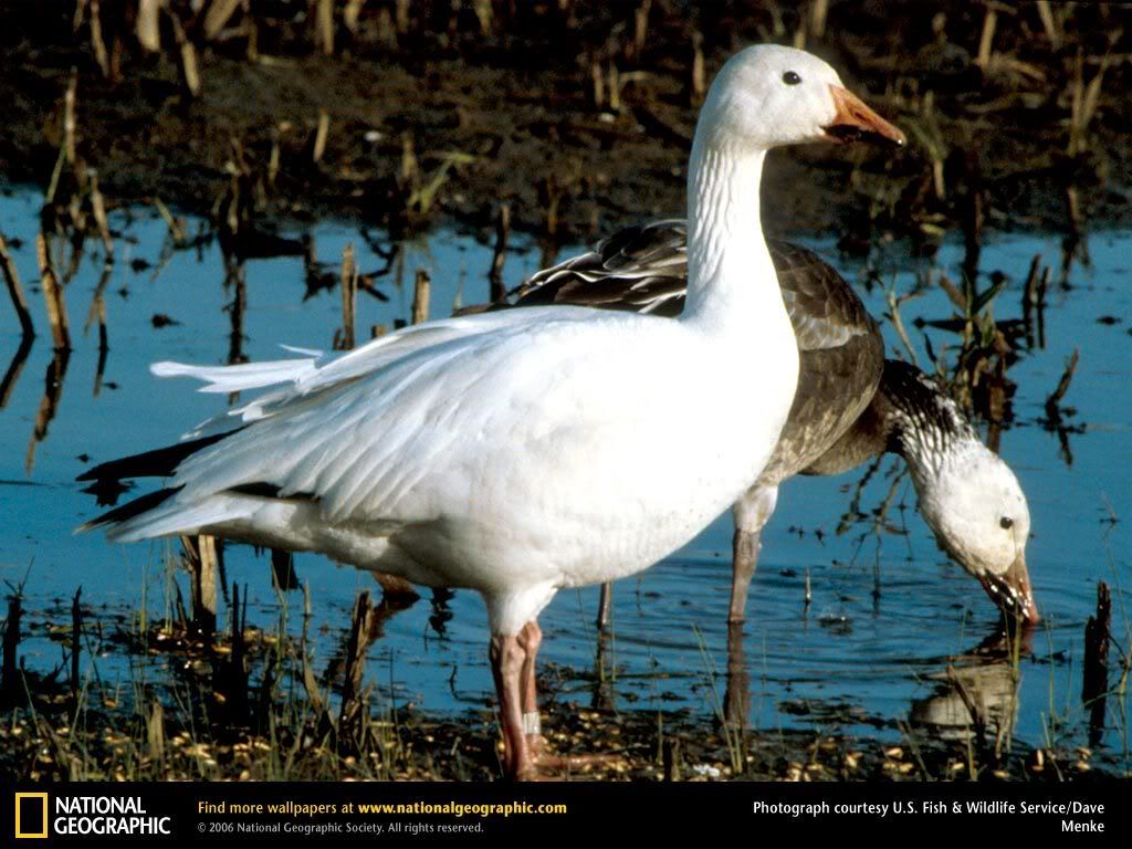snow-geese.jpg