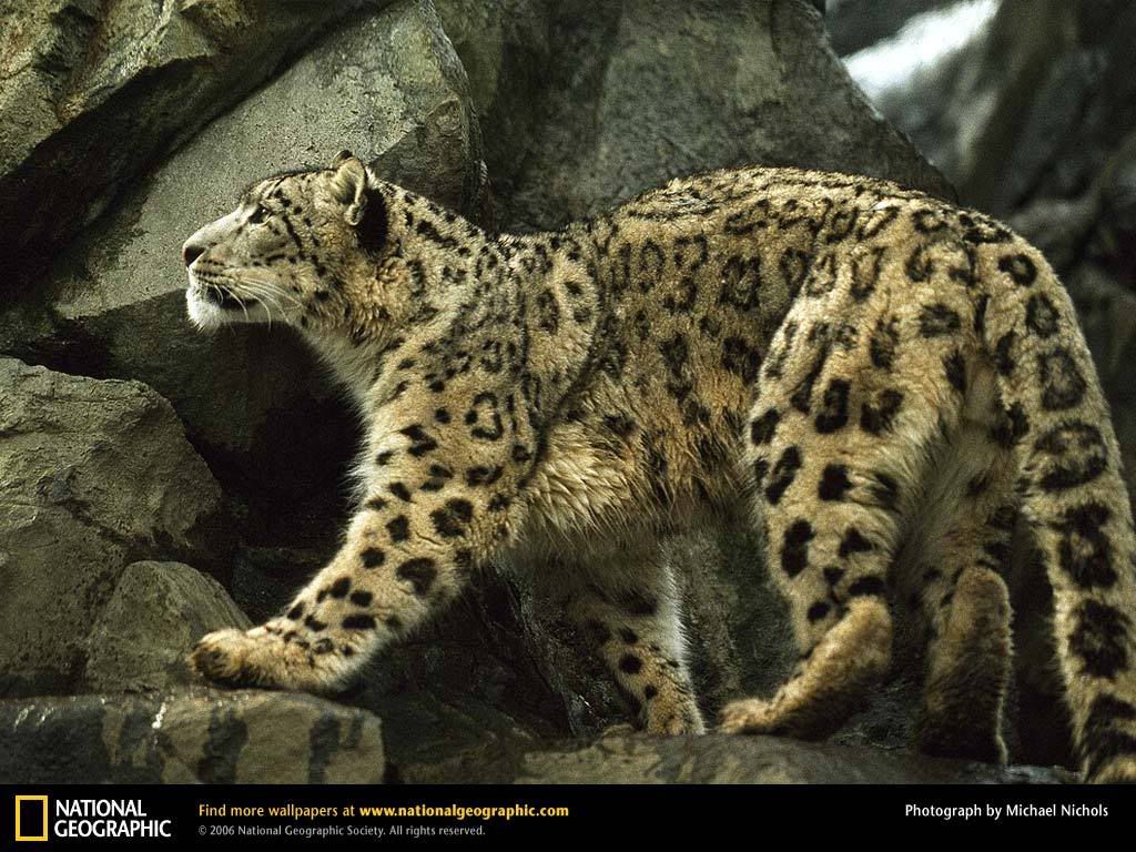 snow-leopard.jpg