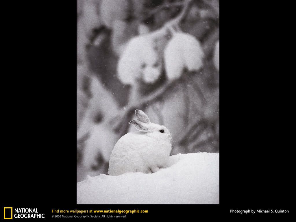 snowshoe-hare.jpg