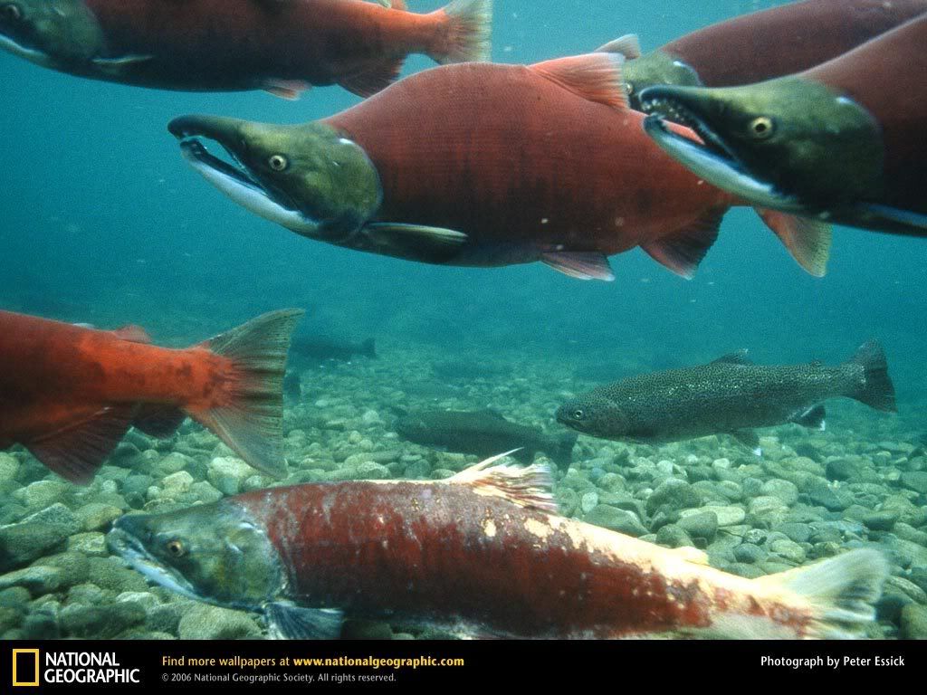 sockeye-salmon.jpg