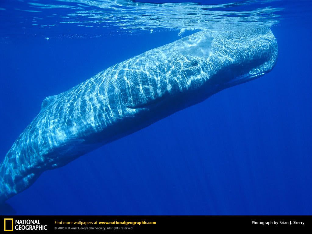 sperm-whale.jpg