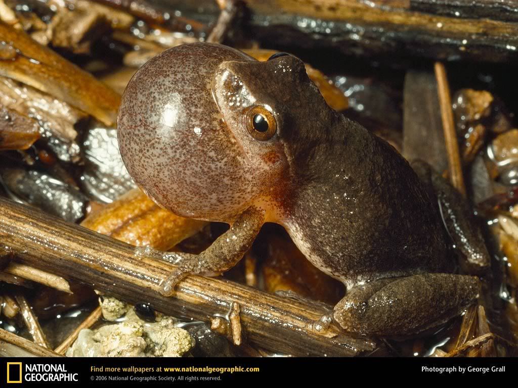 spring-peeper-frog.jpg