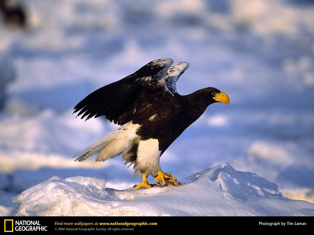 stellers-eagle-spreading-wings.jpg