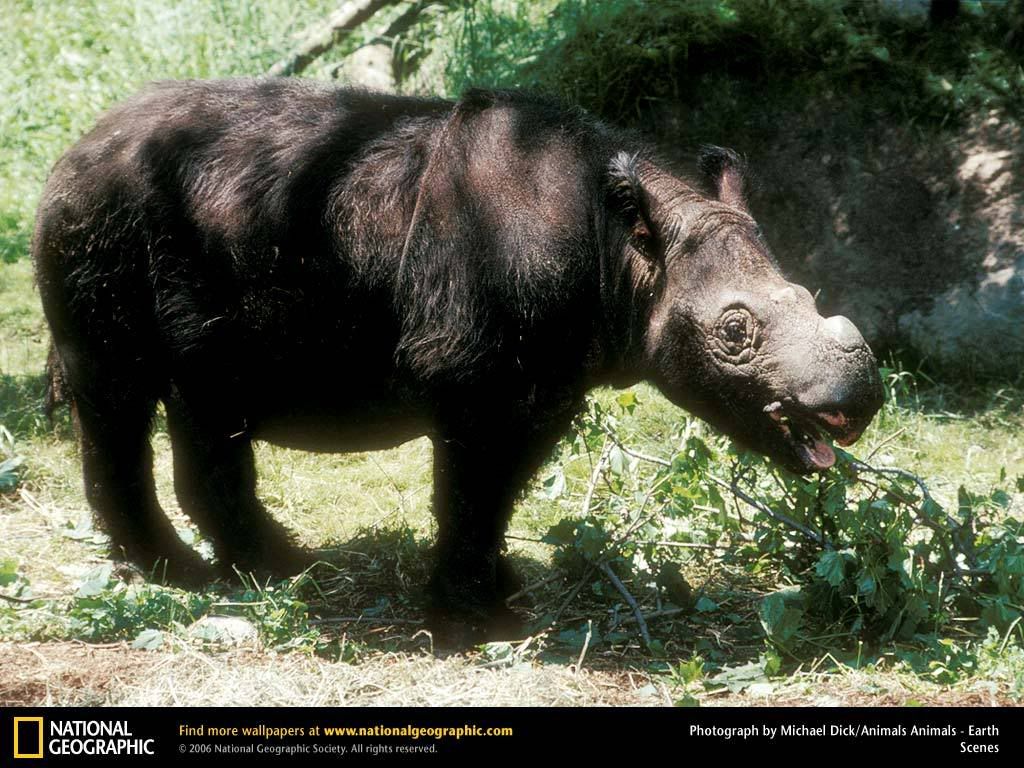 sumatra-rhino-baby.jpg