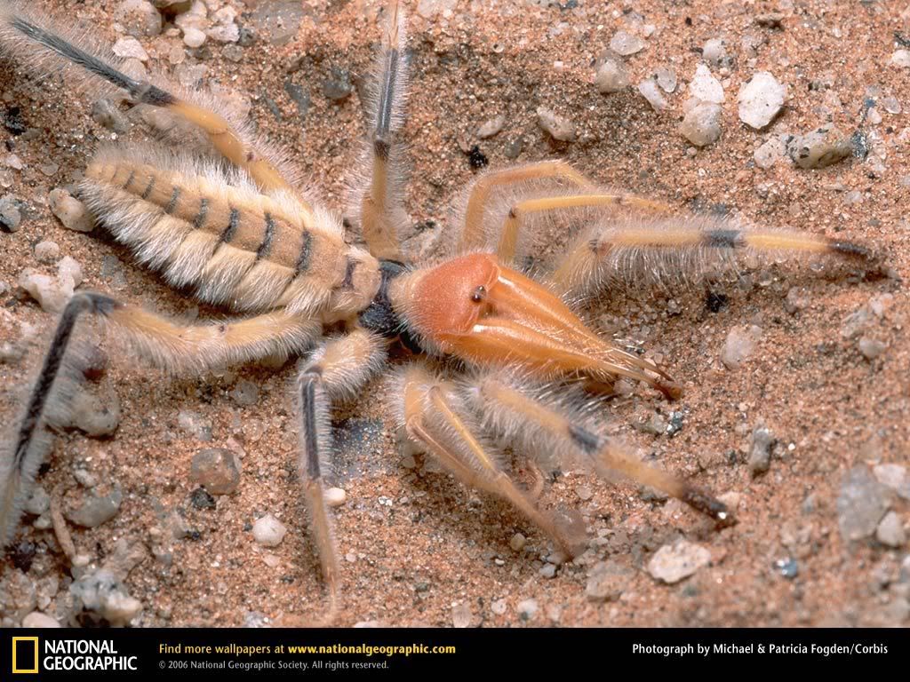 sun-scorpion.jpg