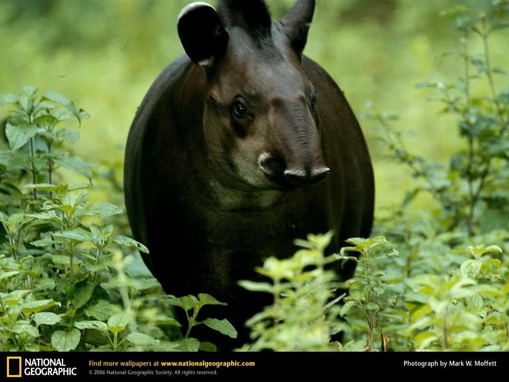 tapir.jpg