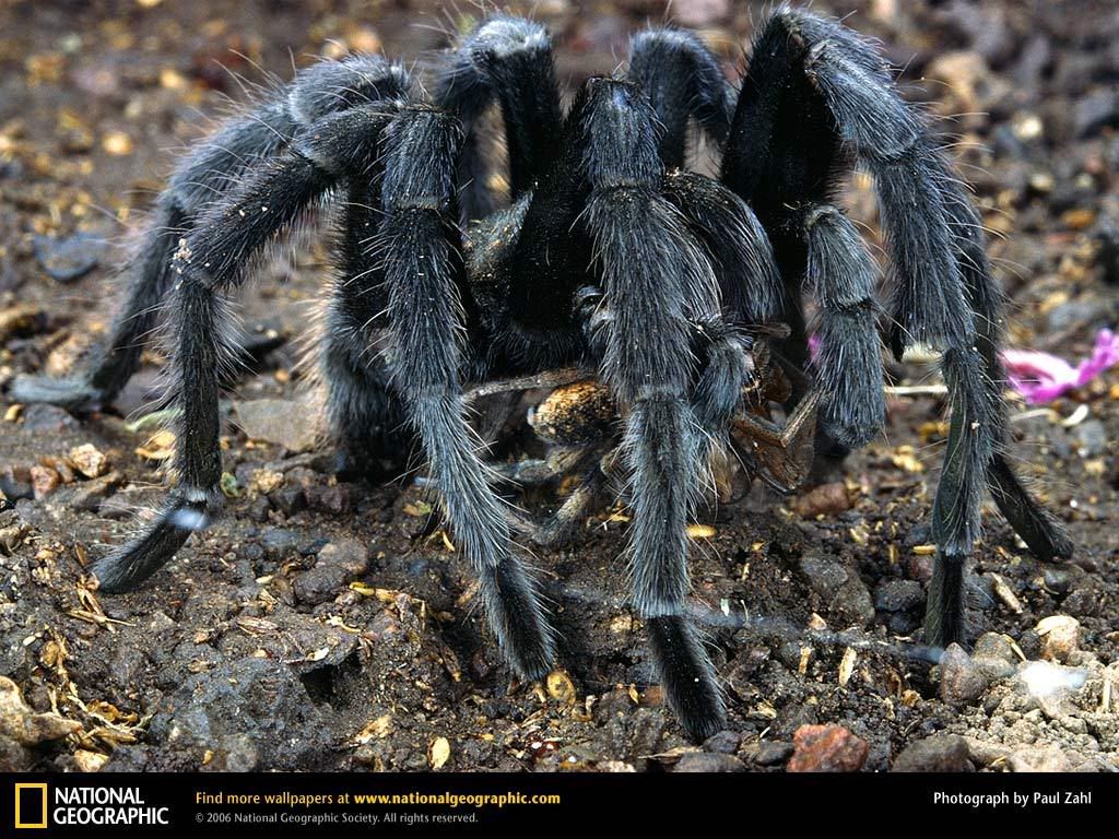 tarantula-feeding.jpg