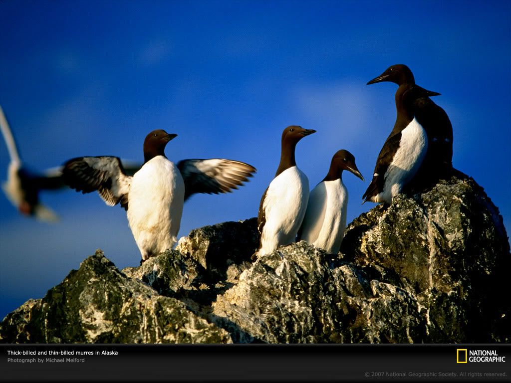 thick-billed-murres-lw.jpg