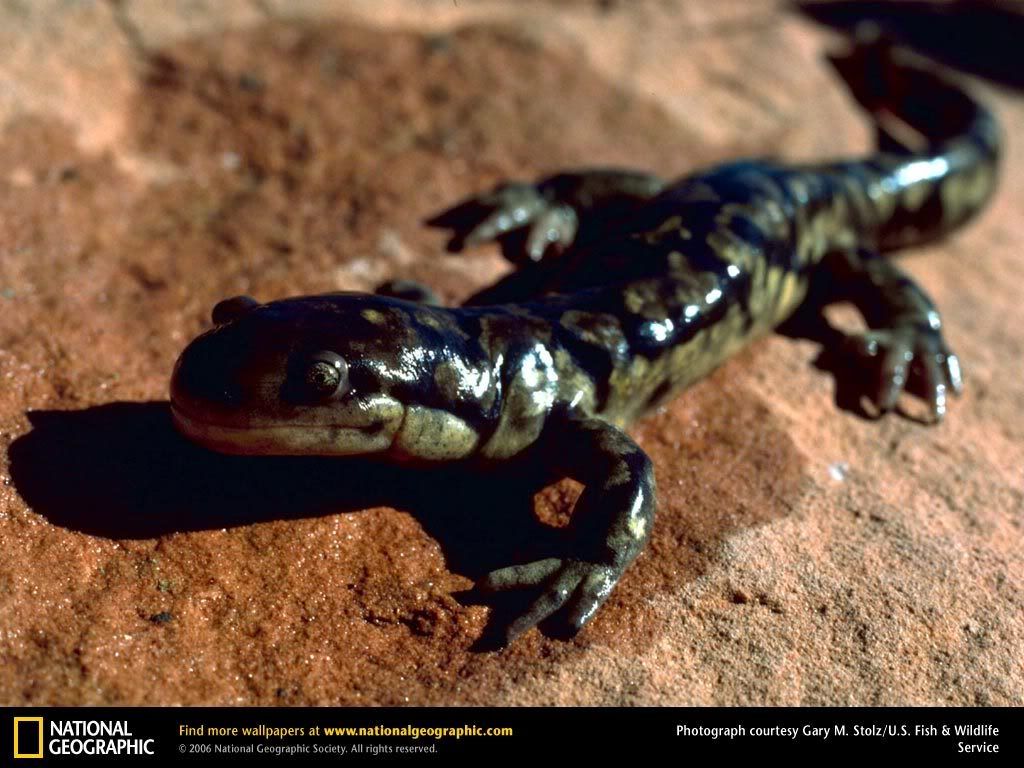 tiger-salamander.jpg