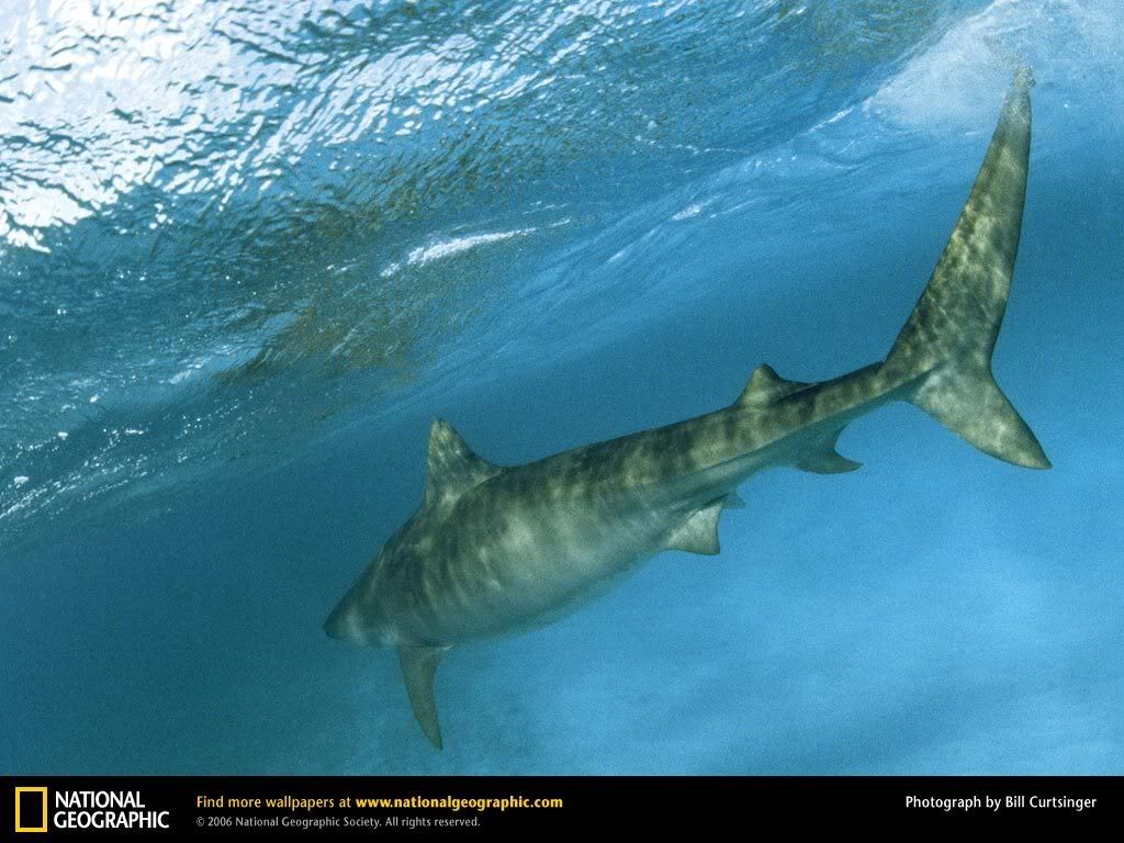 tiger-shark-underwater.jpg