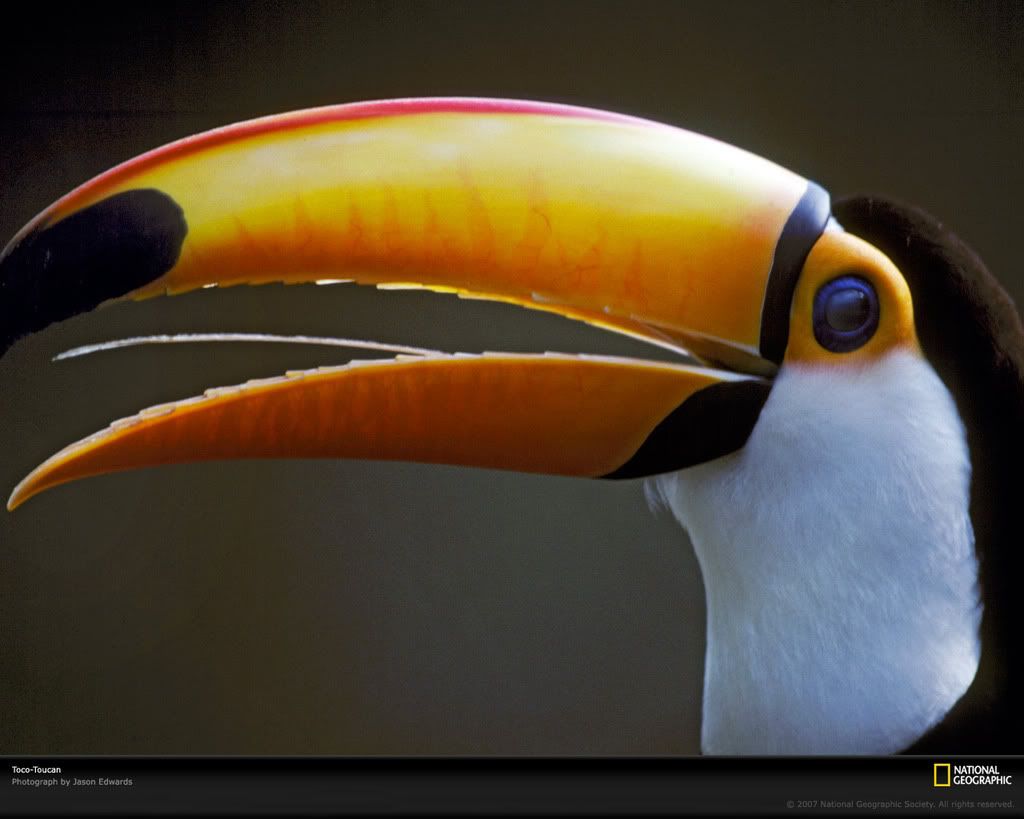 toco-toucan-xl.jpg