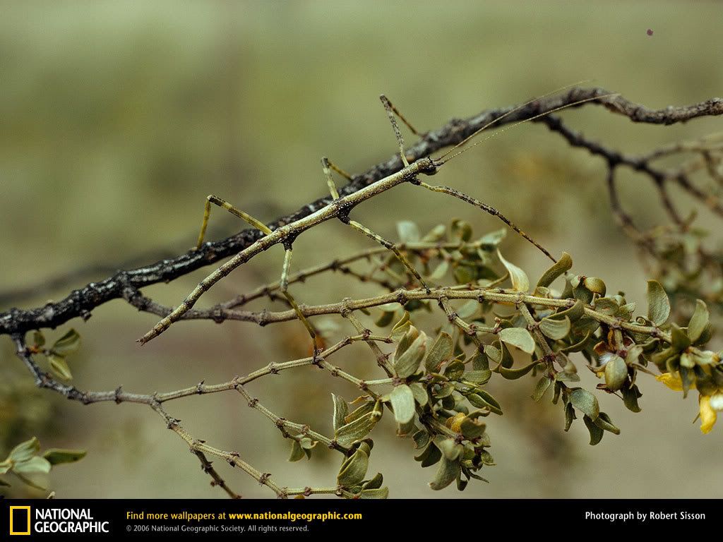 walking-stick-insect.jpg