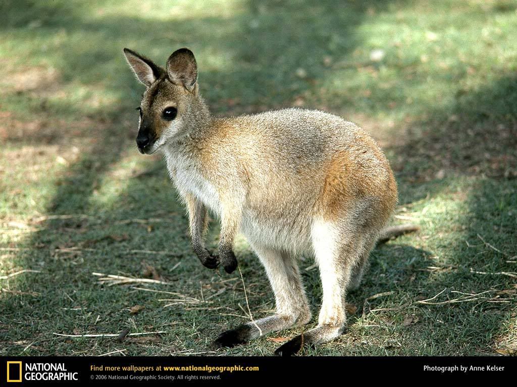 wallaby-baby.jpg