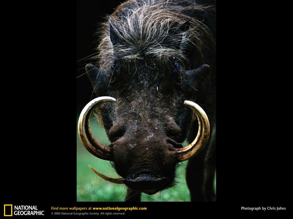 warthog-portrait.jpg