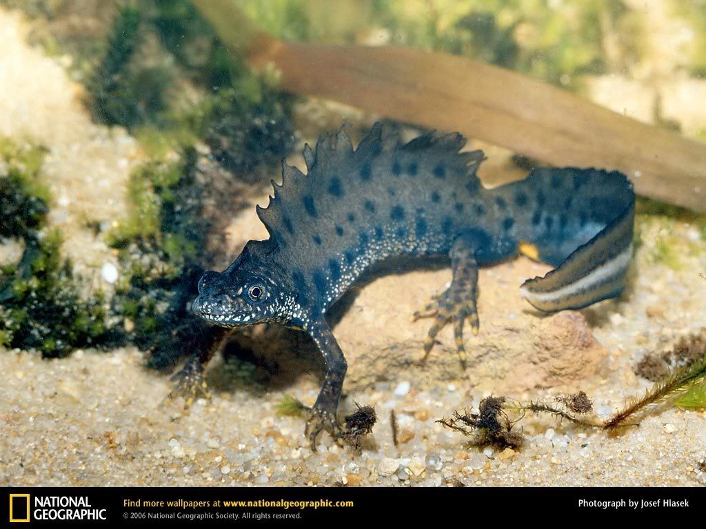 warty-newt.jpg