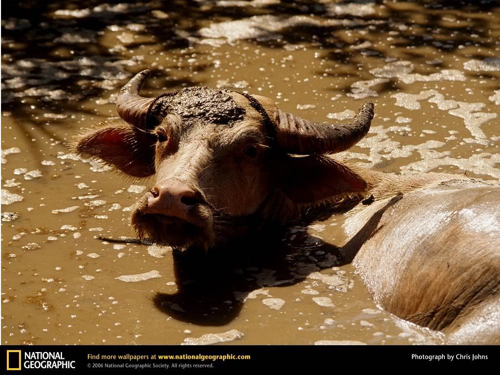 water-buffalo.jpg