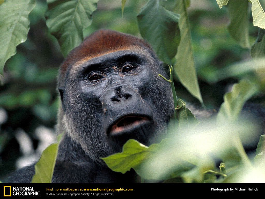western-lowland-gorilla-looking.jpg