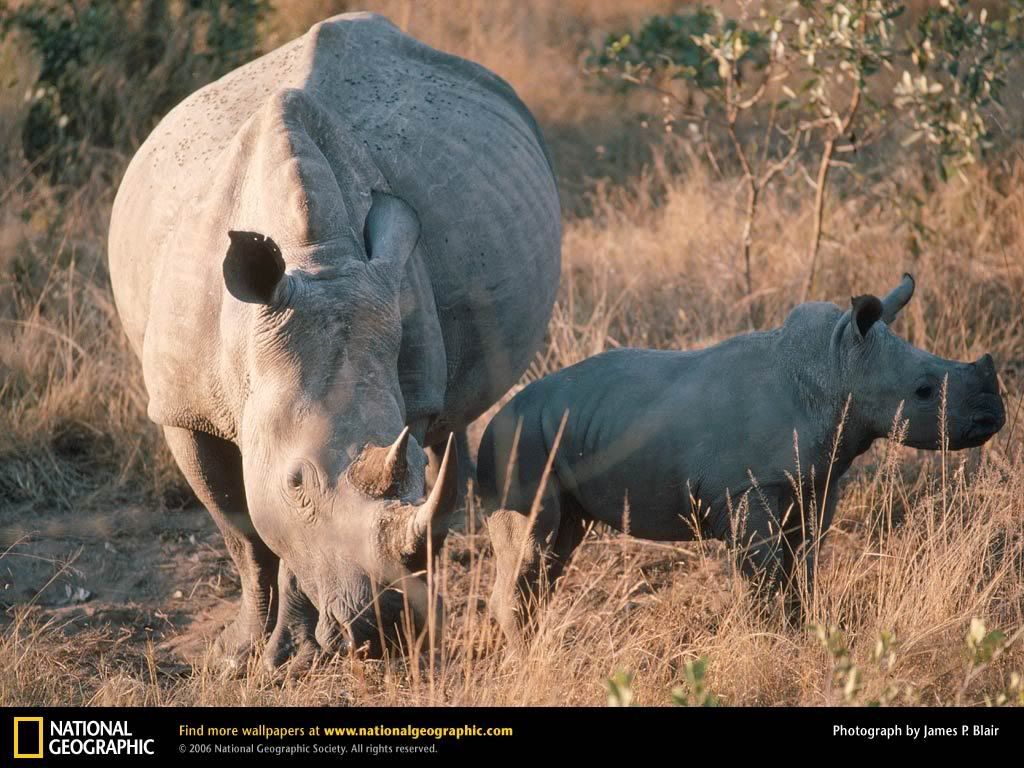 white-rhino.jpg