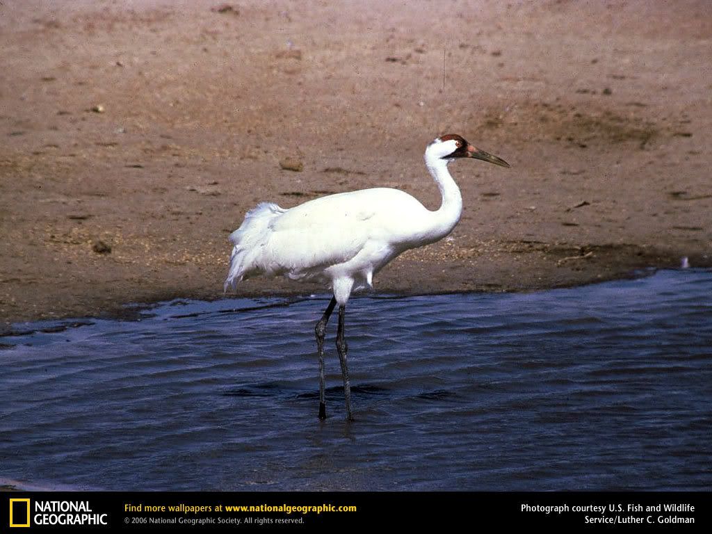 whooping-crane.jpg