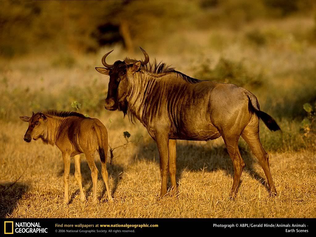 wildebeest-and-young.jpg