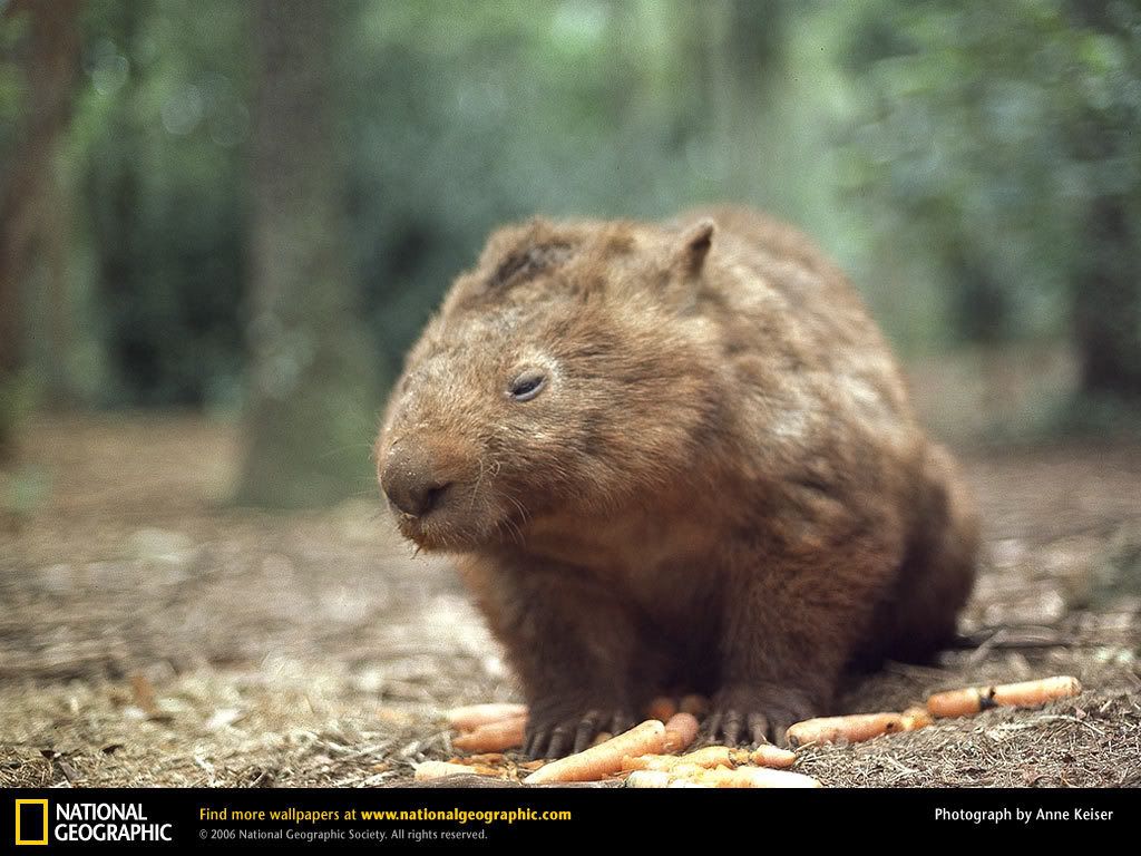 wombat-with-carrots.jpg