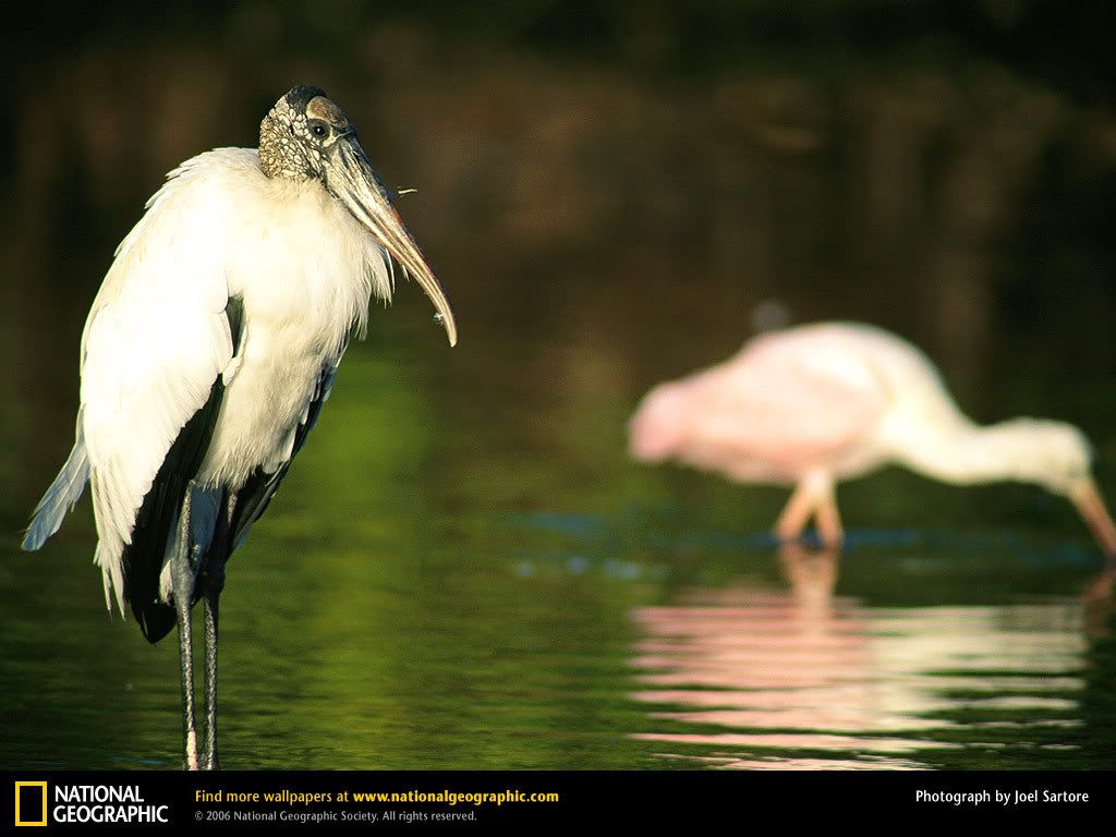 wood-stork-in-water.jpg