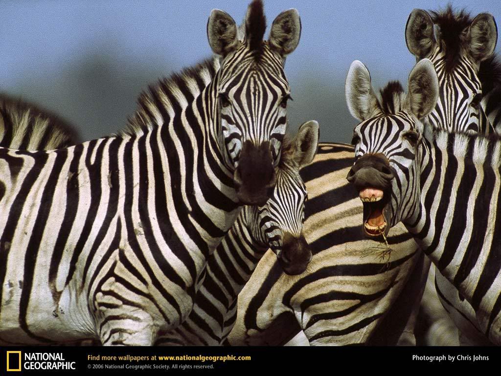 zebra-herd.jpg
