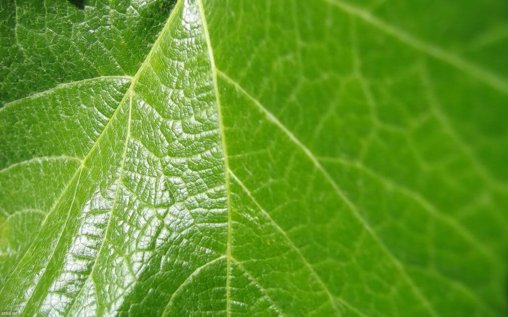 00143_grapeleaf_2560x1600.jpg