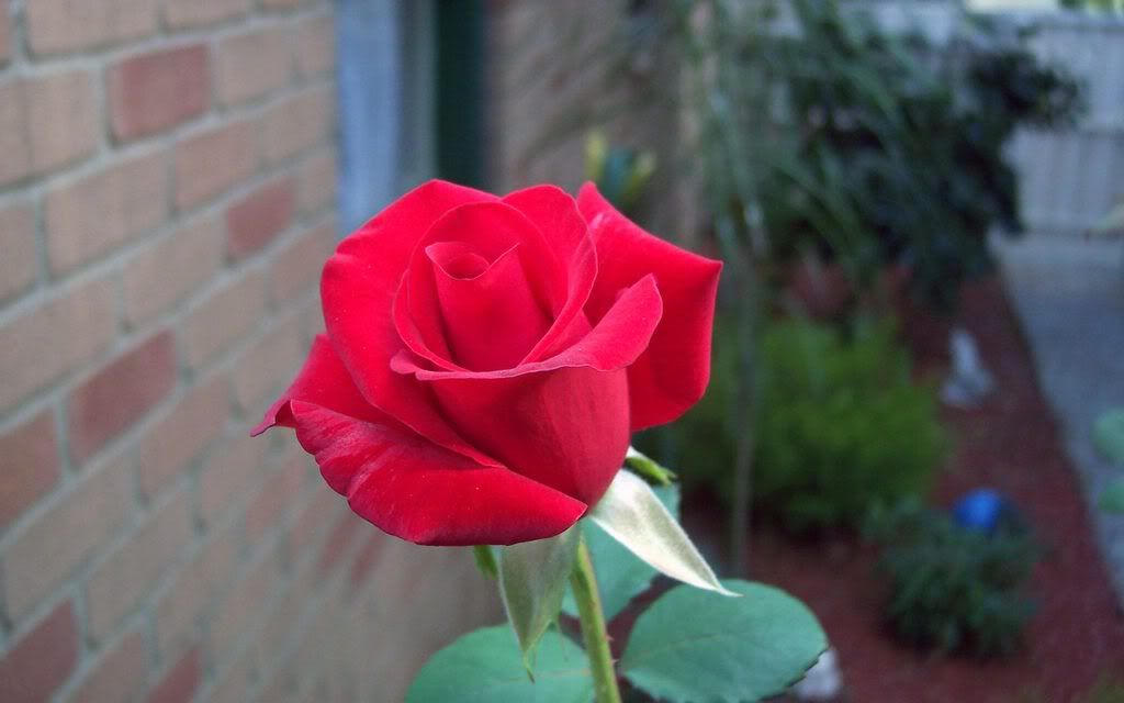 00144_rose_2560x1600.jpg