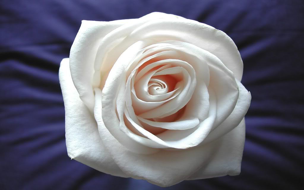 00146_whiterose_2560x1600.jpg